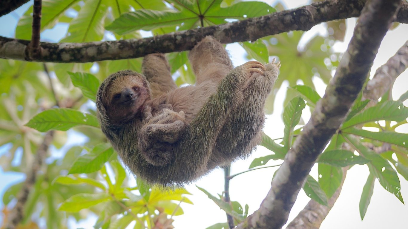 roatan (1)
